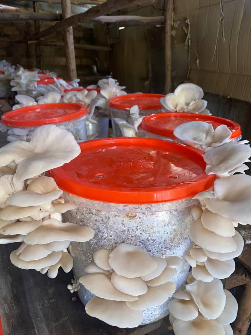 Smart Climate Agriculture(Permaculture)